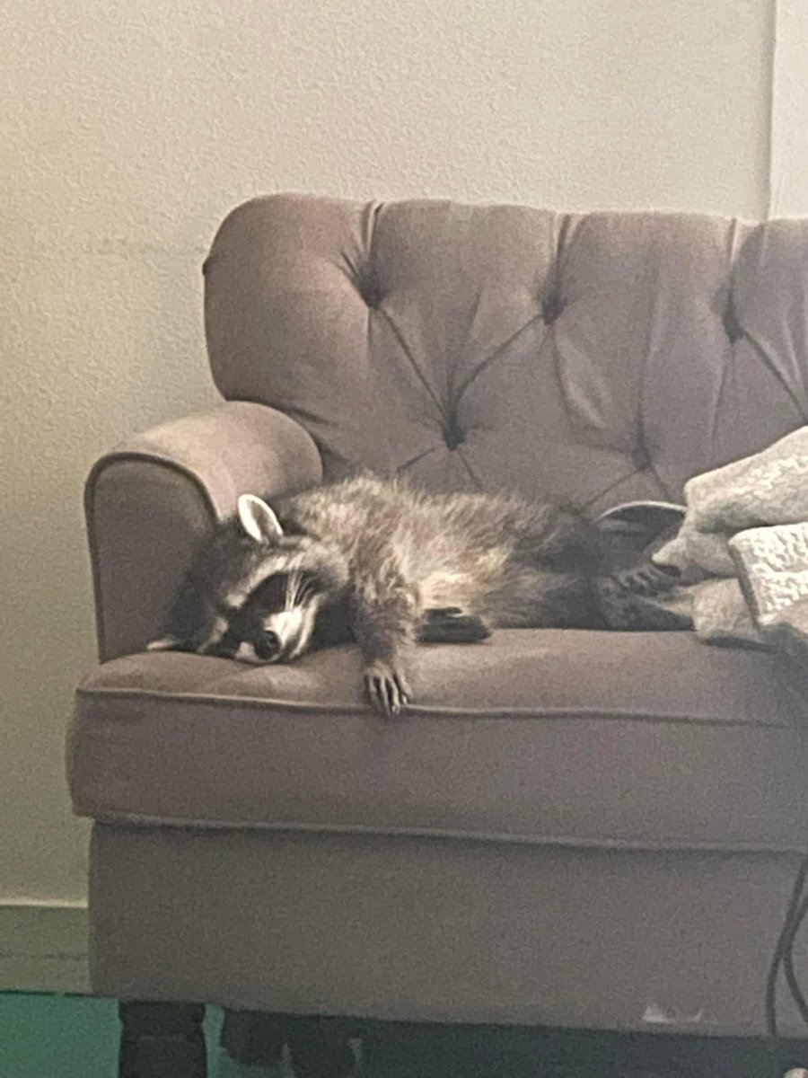 Raccoons Hourly (@raccoonhourly) on Twitter photo 