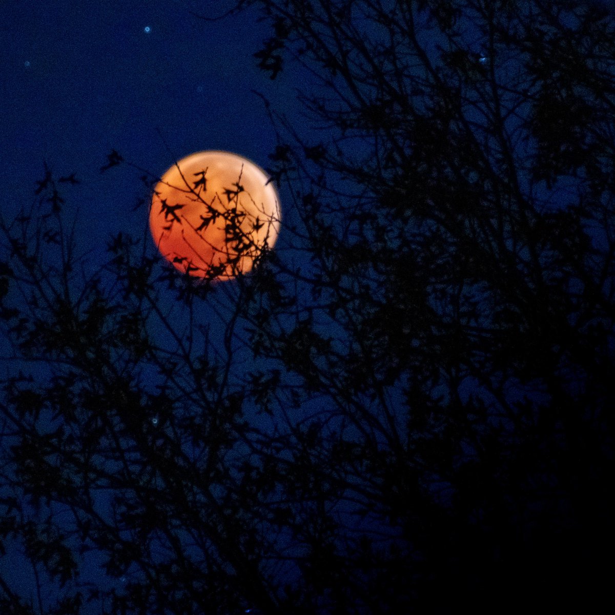 NathanFreel's tweet photo. Holy Cow! What a great Lunar Eclipse! @MYarosewickWNDU @AWhitmyer @LynnetteGrantWx @JamesParishWX @TomCoomes @DaveCaulfield_ @MattRudkinWX @NWSIWX #LunarEclipse #BloodMoon https://t.co/drnXbvCbiS