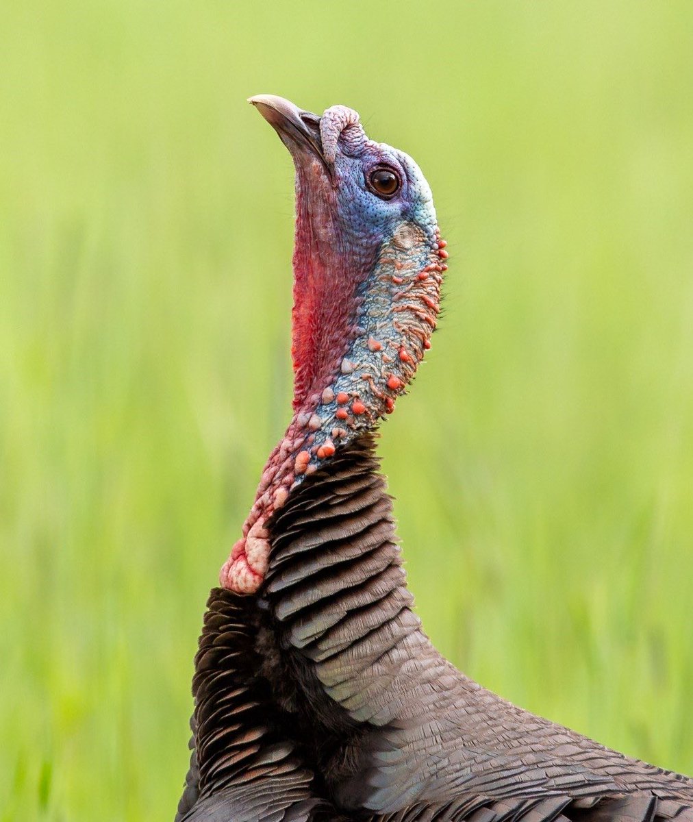 wildturkeydoc's tweet image. Turkeys have periscopic vision that helps them avoid danger, offering nearly 360 deg field of view. But danger also lurks above as birds of prey can prey on adults and poults. That prompts them to keep an eye on the sky! ⁦@DrShortSpur⁩ ⁦@NWTF_official⁩