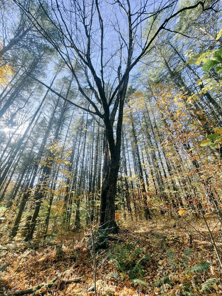 #memories #autumn #autumncolour 
Have a good day everyone!👍👌