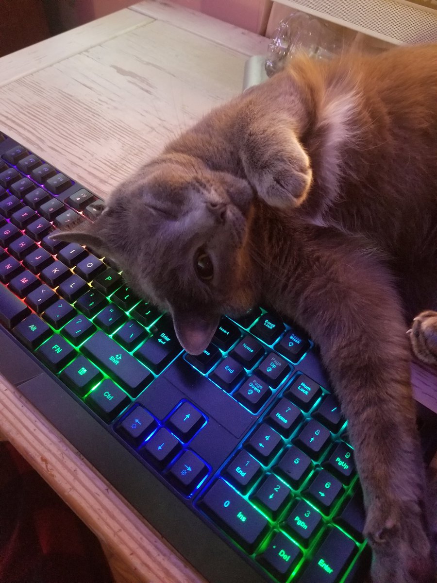 CrystallBees_'s tweet photo. she layed on my keyboard then winked at me ?? https://t.co/SZmnUzEBsT