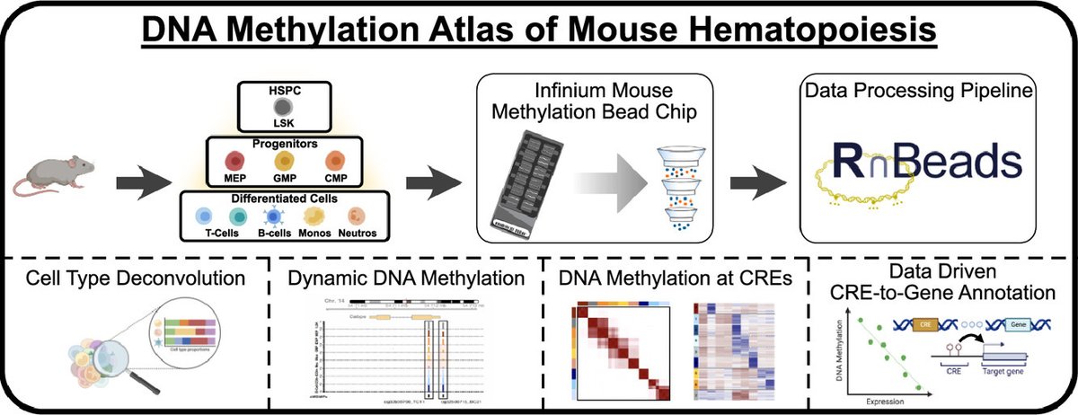 Excited to announce that our paper 'Dynamic DNA methylation reveals novel cis-regulatory elements in mouse hematopoiesis' is now online at Experimental Hematology - including a DNAme array map of murine hematopoiesis! @ISEHSociety @TransCanEpi @dblipka1 exphem.org/article/S0301-…