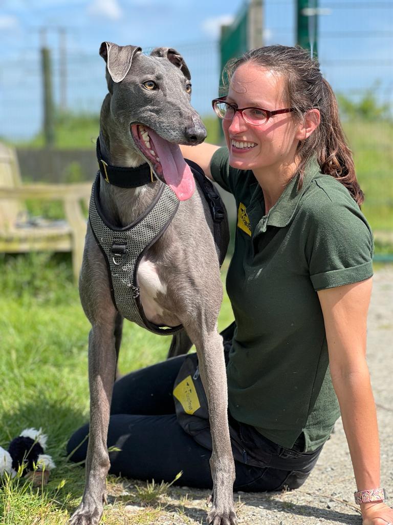 Please retweet to help Mr Blue Sky find a home #BASILDON #ESSEX  #UK 

 Affectionate, large crossbreed aged 5-7. He's looking for  a loving adult home as the only pet, long overlooked, please share 🍀

DETAILS or APPLY👇
dogstrust.org.uk/rehoming/dogs/………………

#dogs #AdoptDontShop