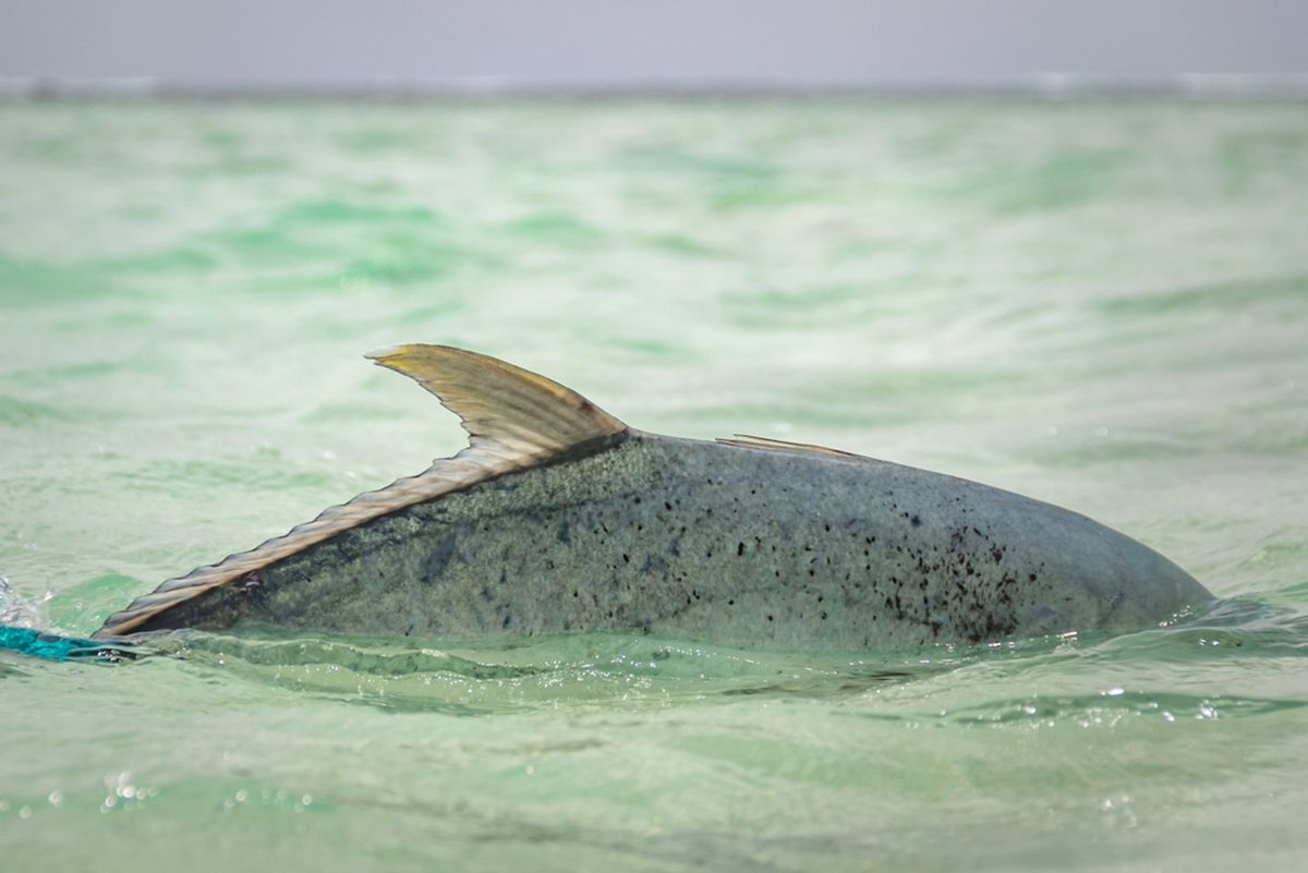 AlphonseFishing's tweet photo. Can you ID this dorsal fin?
HINT: This was spotted on the edge of the Astove Lagoon ๐
#AstoveAtoll #FishAstove #BigFish #OuterIslands #CatchAndRelease #KeepFishWet #Conservation #AFCguides #FlyFishing https://t.co/J5dqy4d0fk