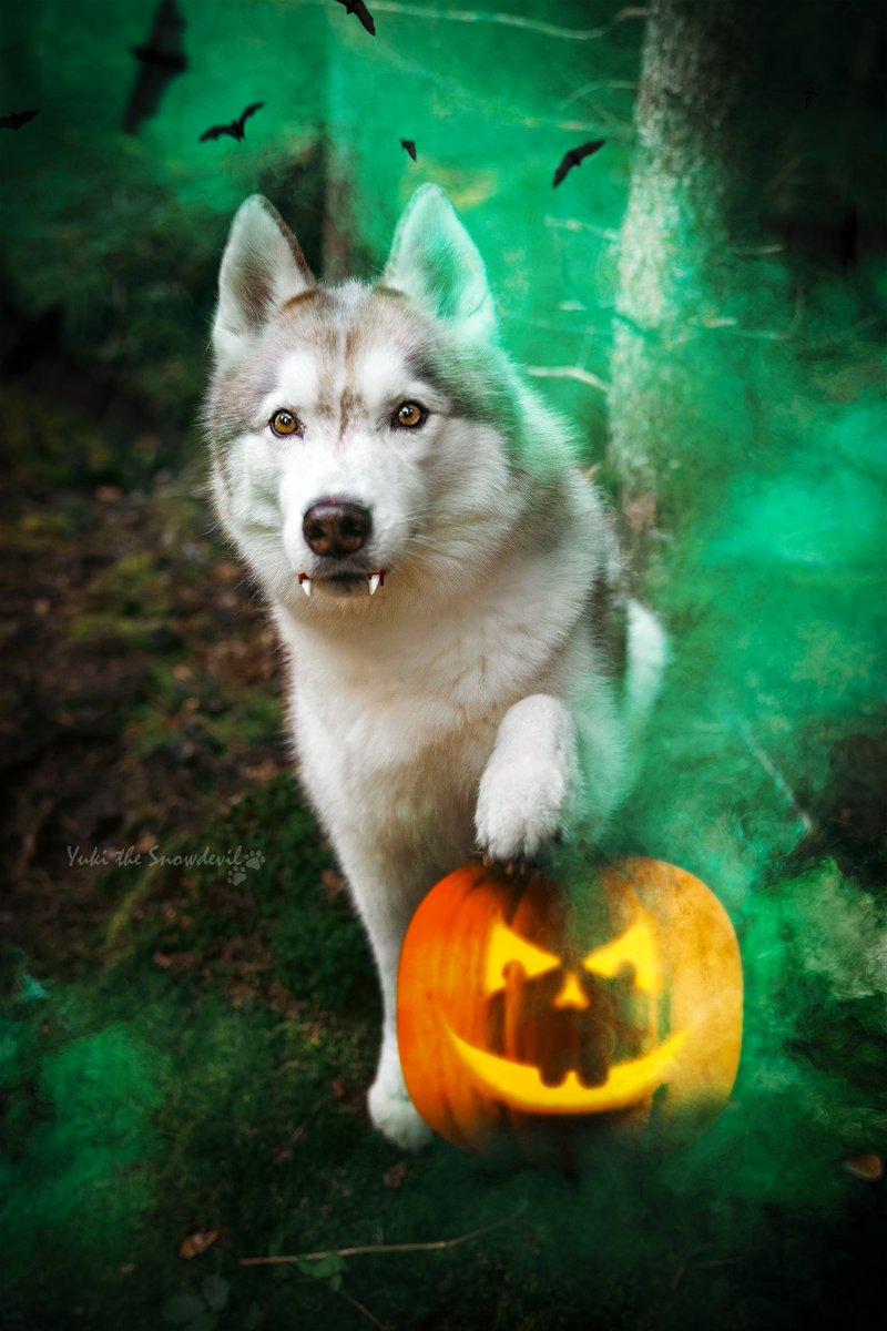 Late Halloween Post 🎃
Just want to show you.

#siberianhusky #yukithesnowdevil #pumpkin #spooktober 
instagram.com/yuki_thesnowde…