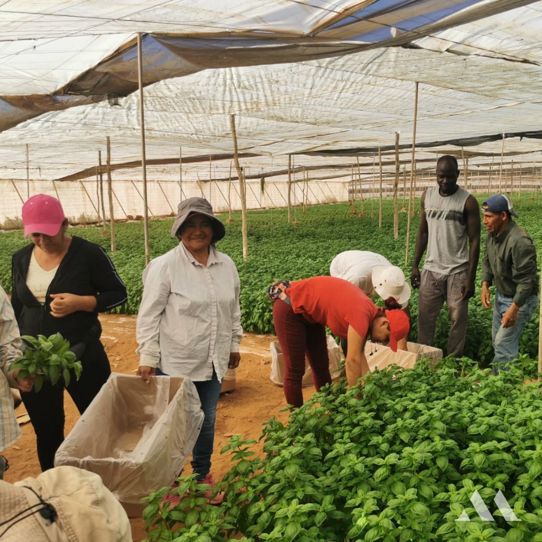 montanaroja_'s tweet photo. Nuestro equipo recolectando en Las Palmas de Gran Canaria.
#IslasCanarias #LasPalmas #hierbasaromáticas #Herbs #albahaca #basil #basilikum #manjericão #montanaroja_herbs #superalimento #produccionpropia #controlyseleccion
#innovacion #maximacalidad #maximafrescura https://t.co/Z5in5wNmG5
