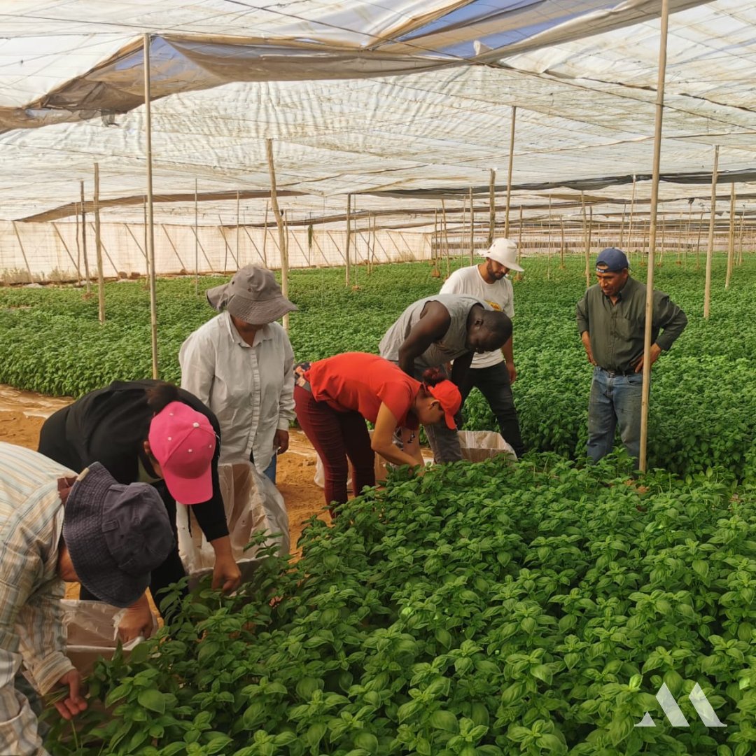montanaroja_'s tweet photo. Nuestro equipo recolectando en Las Palmas de Gran Canaria.
#IslasCanarias #LasPalmas #hierbasaromáticas #Herbs #albahaca #basil #basilikum #manjericão #montanaroja_herbs #superalimento #produccionpropia #controlyseleccion
#innovacion #maximacalidad #maximafrescura https://t.co/Z5in5wNmG5