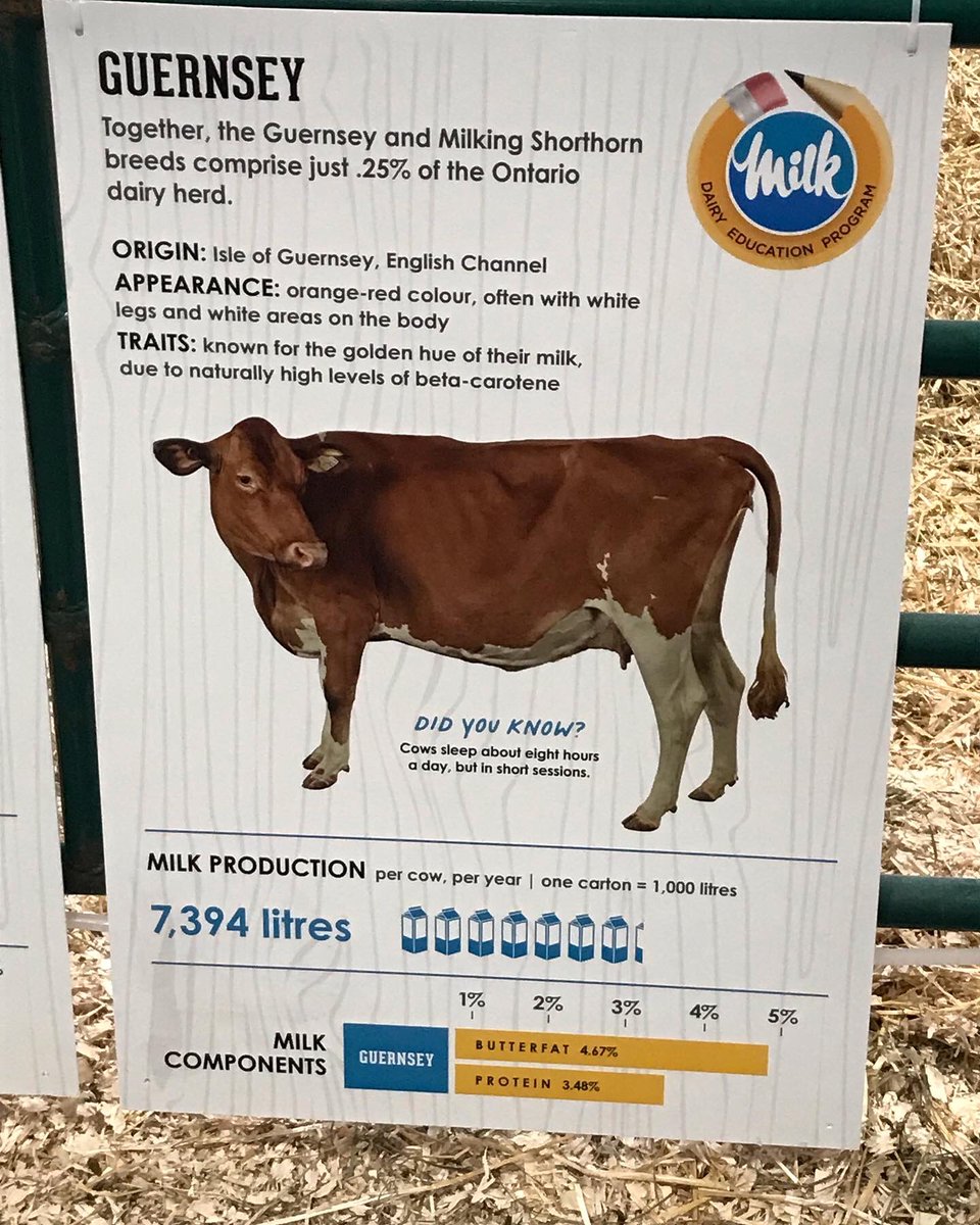 LakeviewChees's tweet photo. Learn about Guernsey dairy cows. #guernseycows #dairycows https://t.co/Ap4QQ7mLz9