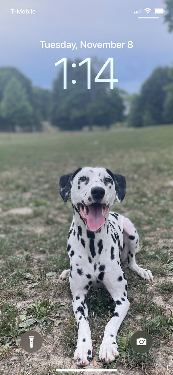SarahBethCraven's tweet photo. Does anyone else use the new wallpaper shuffle feature with the apple update? It surprises me with a new picture every hour 🥰 https://t.co/FrR0N5Y2s7
