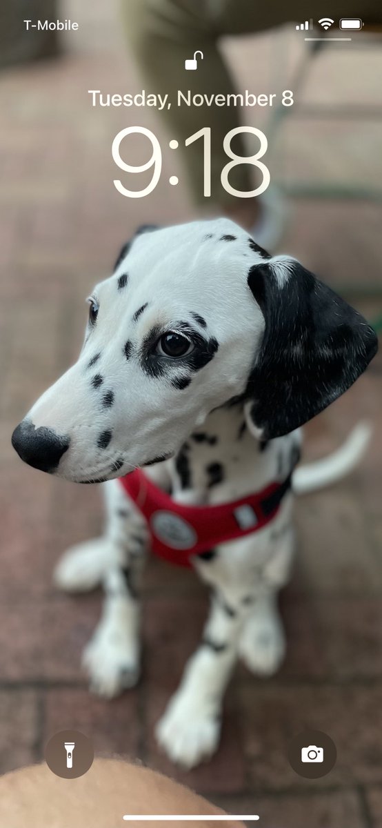 SarahBethCraven's tweet photo. Does anyone else use the new wallpaper shuffle feature with the apple update? It surprises me with a new picture every hour 🥰 https://t.co/FrR0N5Y2s7