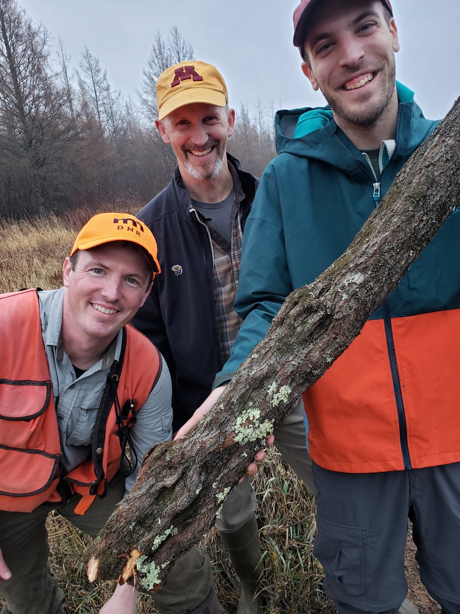 The thrill of finding diamonds in the North Woods of Minnesota - diamond-shaped cankers, that is, on willow.