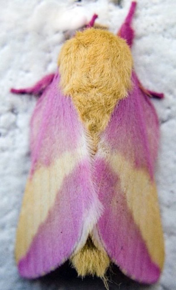 Daily Moths (@moths_daily) on Twitter photo 