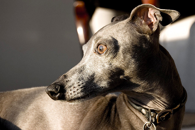 SOS Levrieri tweet media