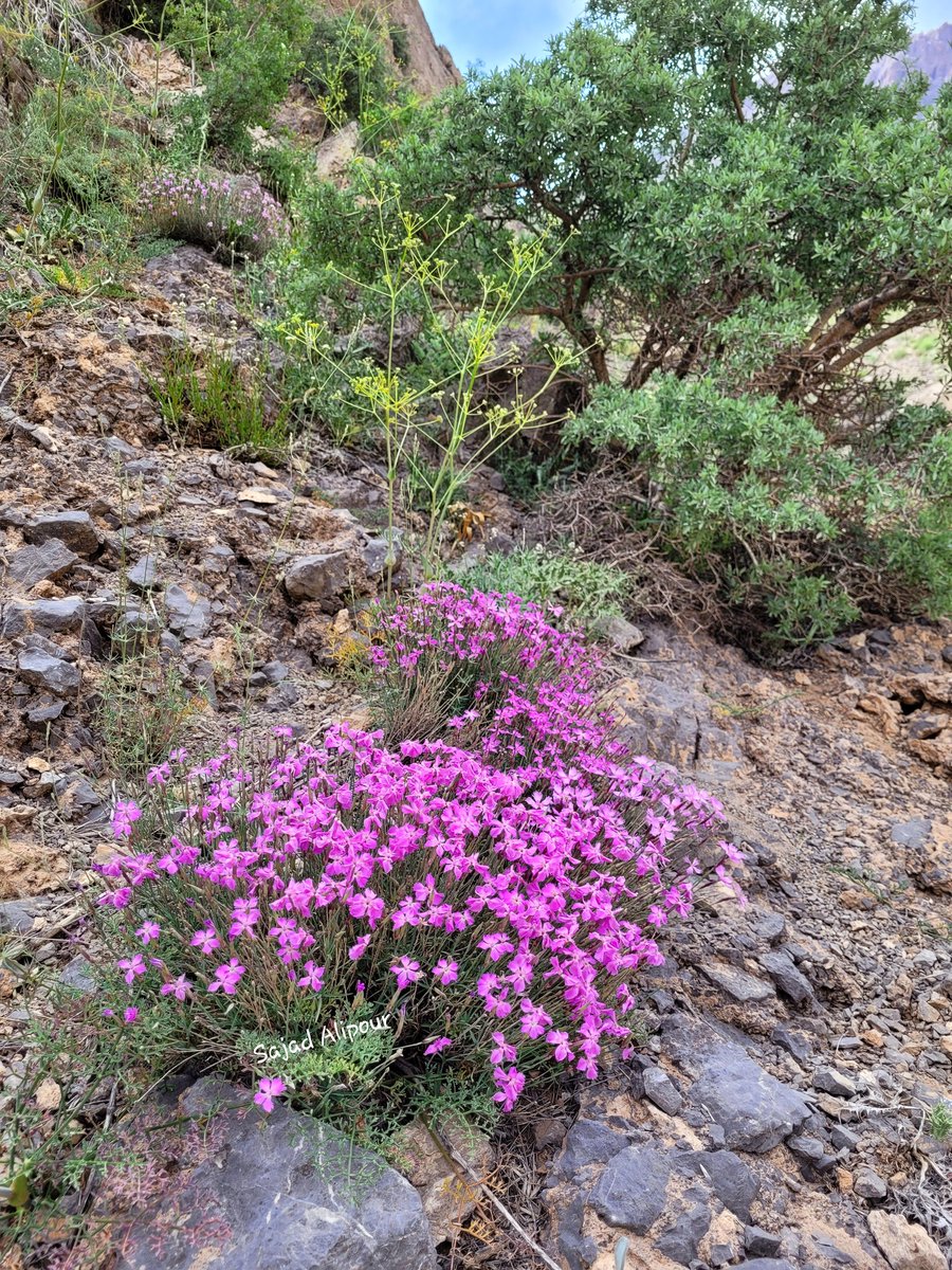 Dianthus orientalis
Caryophyllaceae
Yasuj, June 2022
Altitude: 2800m
#dianthus #wildlifephotography #sajadalipour #botany #ecology #photography #Iran #flowerphotography #plantlover #gardening #traveling #Biology #seed #flora #forest #hiking #mountain #ecotourism #greenhouse