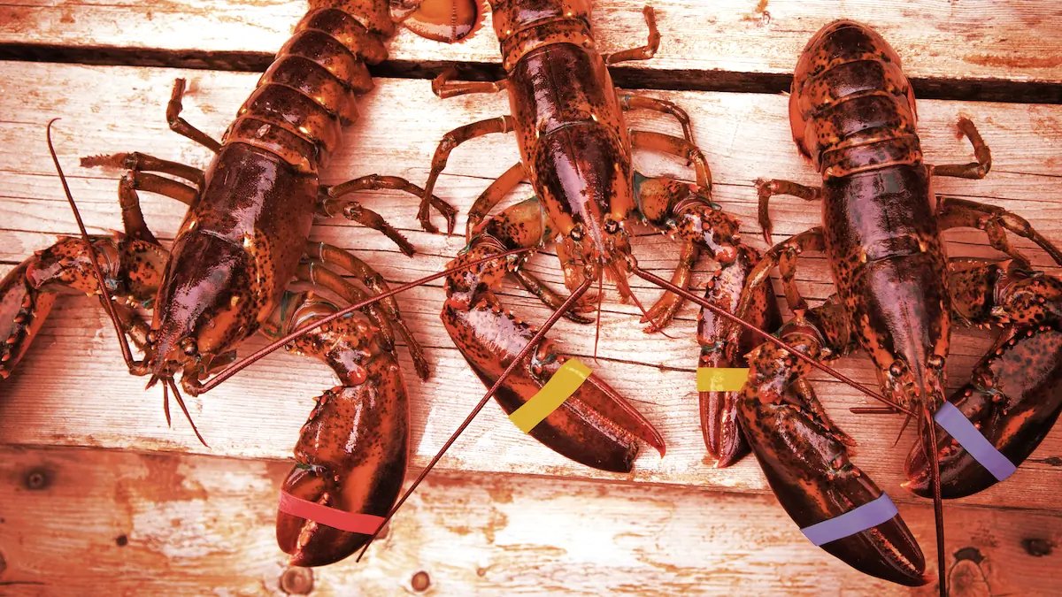CryptoBrainsVIP's tweet photo. NFTs aren’t all about cartoon Apes, artwork, and sports collectibles. Tokenized assets can have real-world benefits too

And now, OneOf and Get Maine Lobster team up for tokens that yield buyers seafood shipments, perks, and more.

Would you like a lobster? 😝

#NFTs #NFTnews https://t.co/6NM2CPAcZn
