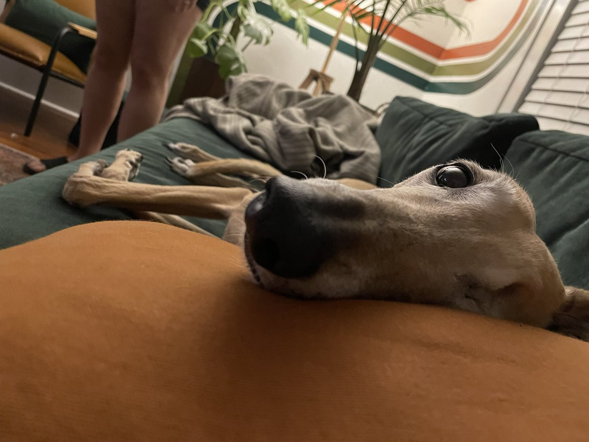 Relatable. I will have at least 15 greyhounds.