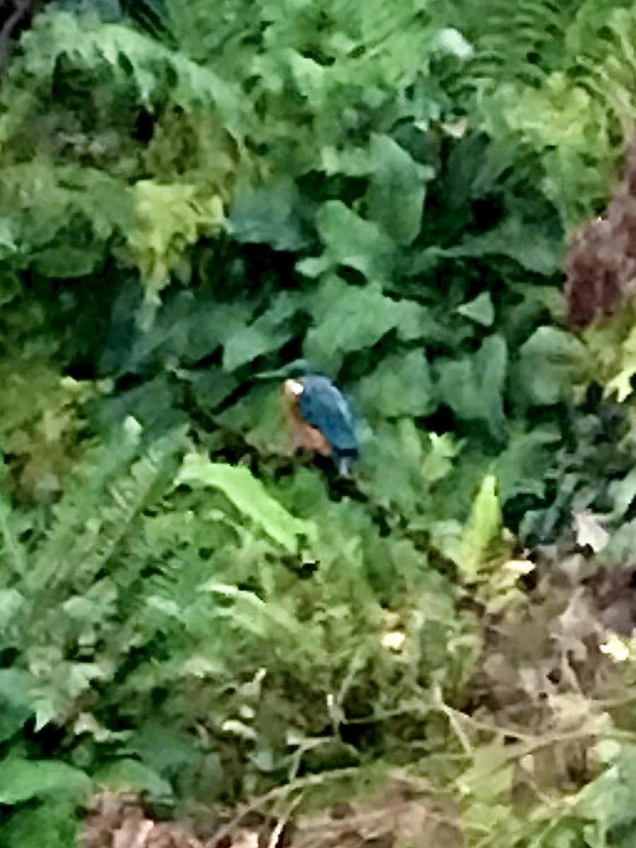 So it’s been just over a year since the pond was finished….. and finally the best of all visitors a king fisher ….