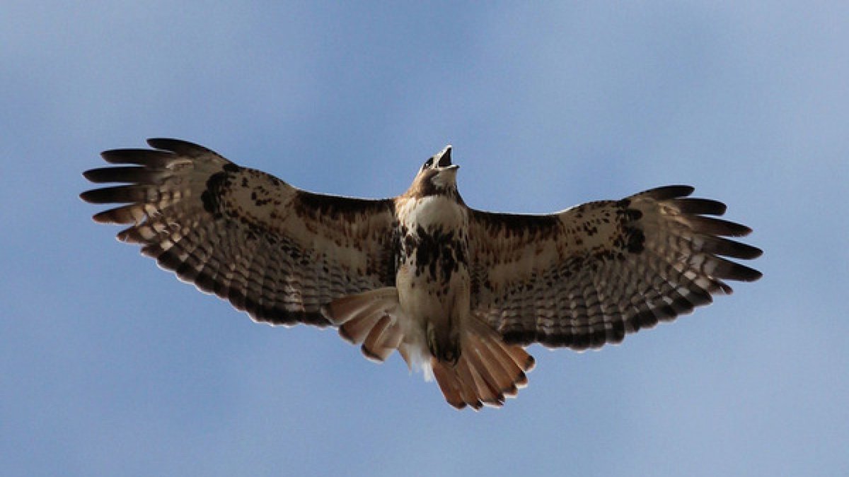 November bird forecast. kxan.com/weather/weathe…