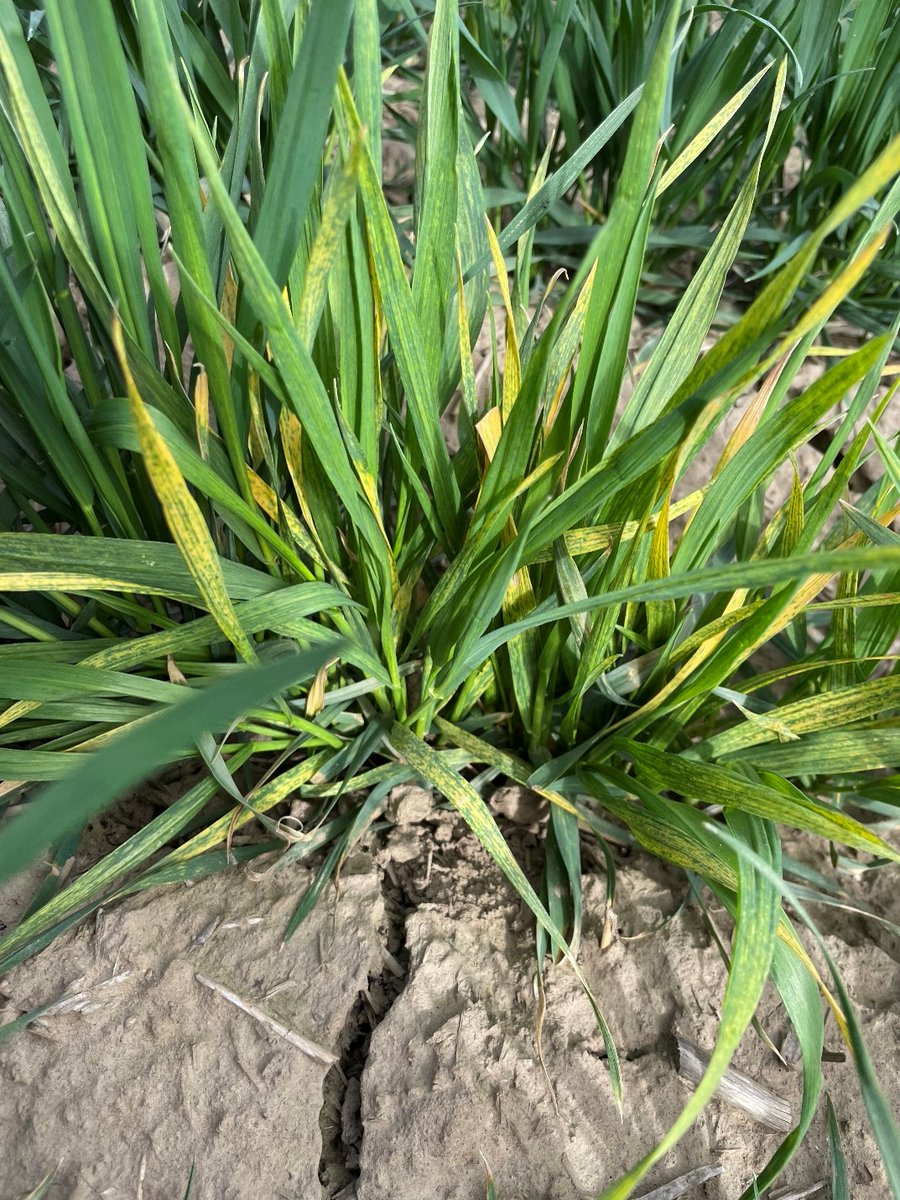 WSUSmallGrains's tweet image. If you&apos;ve ever asked yourself, &quot;what&apos;s come in to the @WSUPlantPath Diagnostic Clinic lately&quot; then our latest #TimelyTopic was made for you! With the year wrapping up, Cassandra Bates wrote a post about what&apos;s come into the clinic in 2022 🌾👇#GoCougs #WSU
smallgrains.wsu.edu/2022-plant-dia…