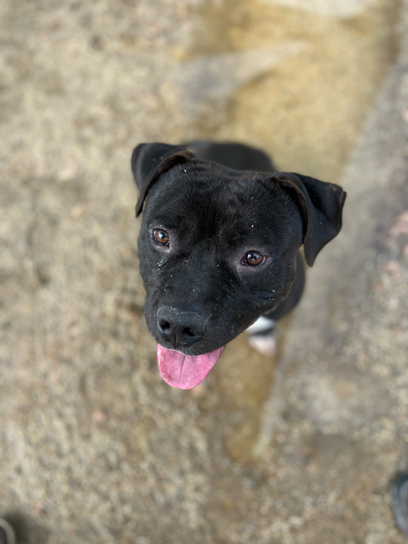 #Dog #Nugget_CCSTCA_10 I am waiting for my forever family. Patiently.  https://t.co/BmATLTvJfv https://t.co/9a8XDNS3JL