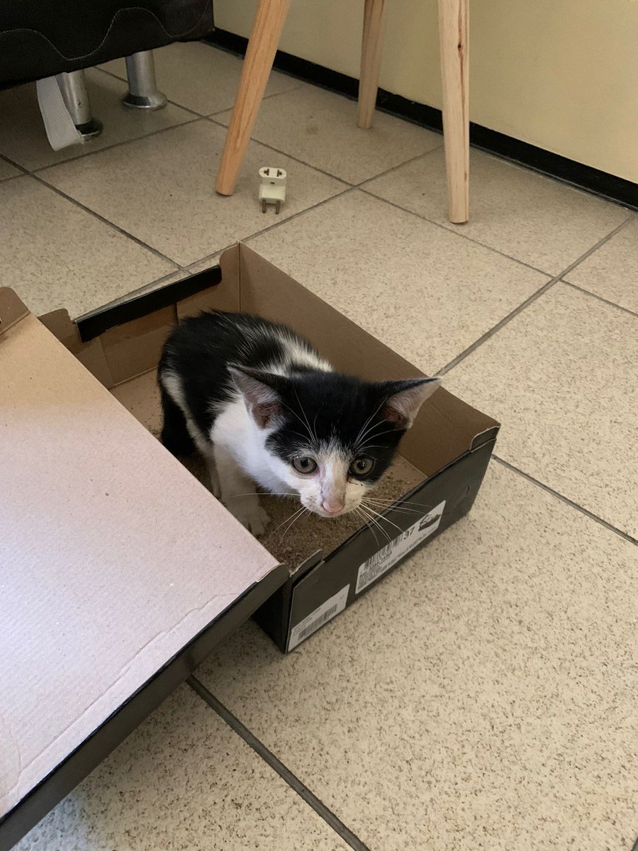 gabrielfa10's tweet photo. 🚨ADOÇÃO DE GATO EM FORTALEZA - CEARÁ 🚨

Pessoal, encontrei essa gatinha hoje de manhã. Ela é bem filhote, deve ter 1 mês e pouco e ta com uma perninha machucada. 

Preciso de alguem com disponibilidade para adotar e cuidar. Não estou com condições de levar ela ao veterinario 😢 https://t.co/KaxJjOlFoT