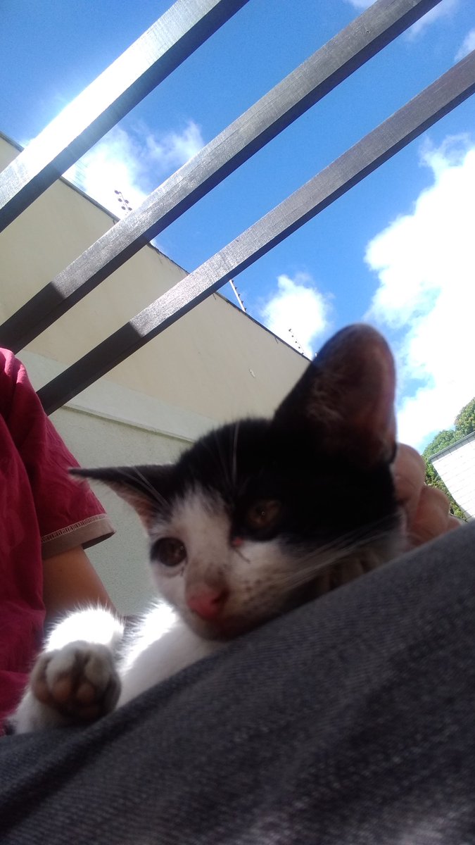 gabrielfa10's tweet photo. 🚨ADOÇÃO DE GATO EM FORTALEZA - CEARÁ 🚨

Pessoal, encontrei essa gatinha hoje de manhã. Ela é bem filhote, deve ter 1 mês e pouco e ta com uma perninha machucada. 

Preciso de alguem com disponibilidade para adotar e cuidar. Não estou com condições de levar ela ao veterinario 😢 https://t.co/KaxJjOlFoT