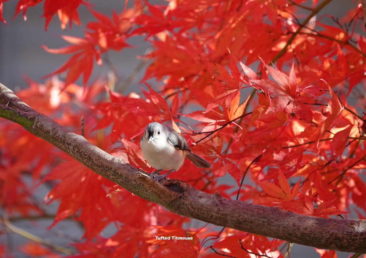 Bromebirdcare's tweet photo. 'Fall Beauties' by Sue Bulanda.
#birds #birdwatching #birdfeeding #customercontent https://t.co/2Tpn3wZgCH