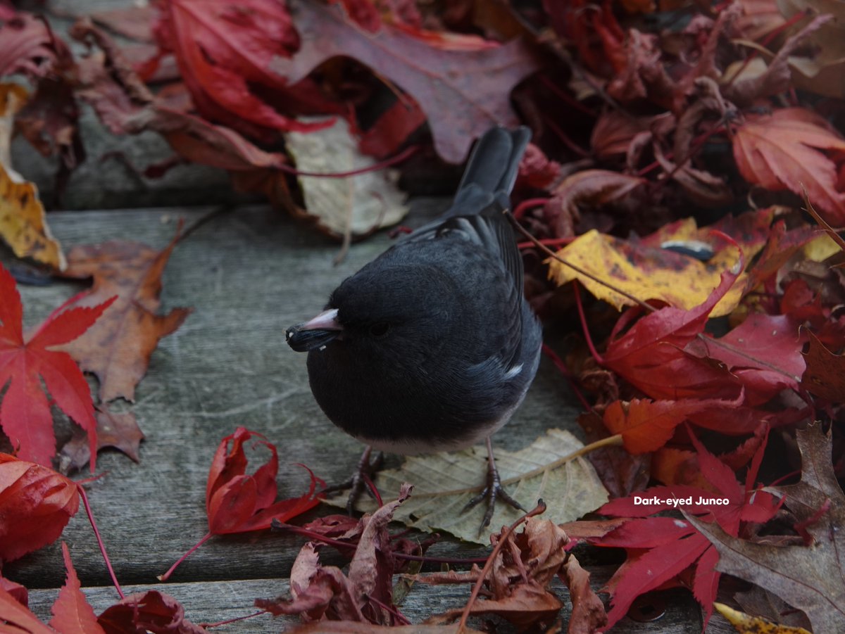 Bromebirdcare's tweet photo. 'Fall Beauties' by Sue Bulanda.
#birds #birdwatching #birdfeeding #customercontent https://t.co/2Tpn3wZgCH