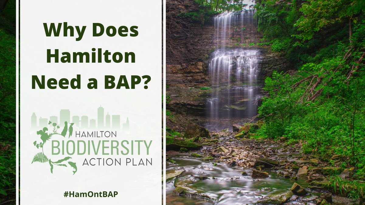 RBGCanada's tweet photo. Hamilton is a uniquely biodiverse region. You might even call it a #biodiversity hotspot! Partners across Hamilton are working hard behind the scenes to create a #HamOntBAP. Learn more about it at https://t.co/kXDxMkTsnZ https://t.co/tFy4Lg6ajx