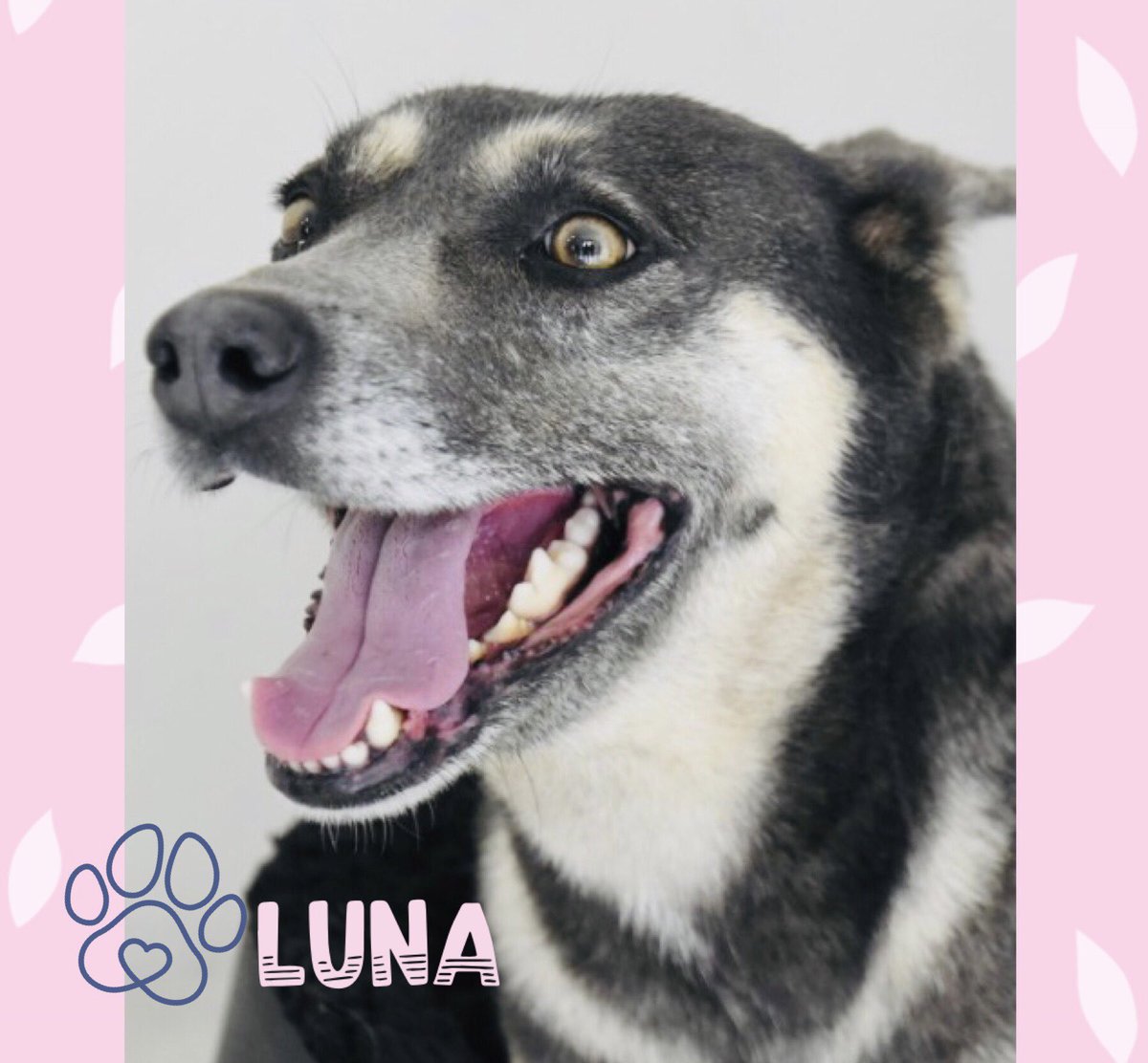 AdoptameNaucal1's tweet photo. soy LUNA y tengo varios meses aquí, mi familia ya no me quiso y me dejo aquí para que me sacrifiquen 😞 ahora tengo un ya corto plazo para buscar 1 familia para que me adopte, ayúdame! @laishawilkins @EmilioLarrosa @inakimanero @FansDeMiyagi @gabrielguerrac @RicardoBSalinas https://t.co/AWDorDl5az