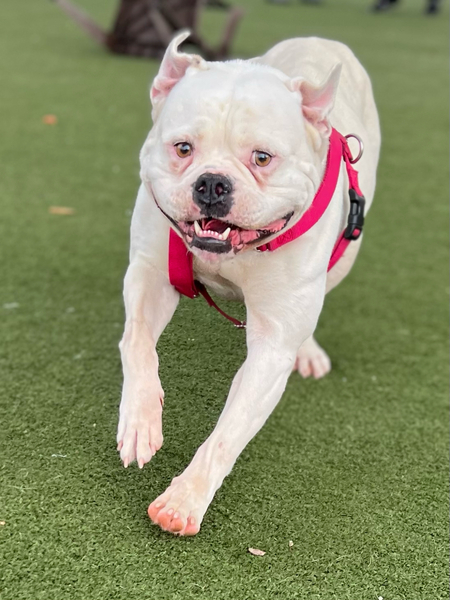 #Dog #Marsha_CCSTCA_03 Hi! I’m Marsha. Marsha. Marsha! https://t.co/1nq3cdYQx2 https://t.co/BKEZF1Dggt