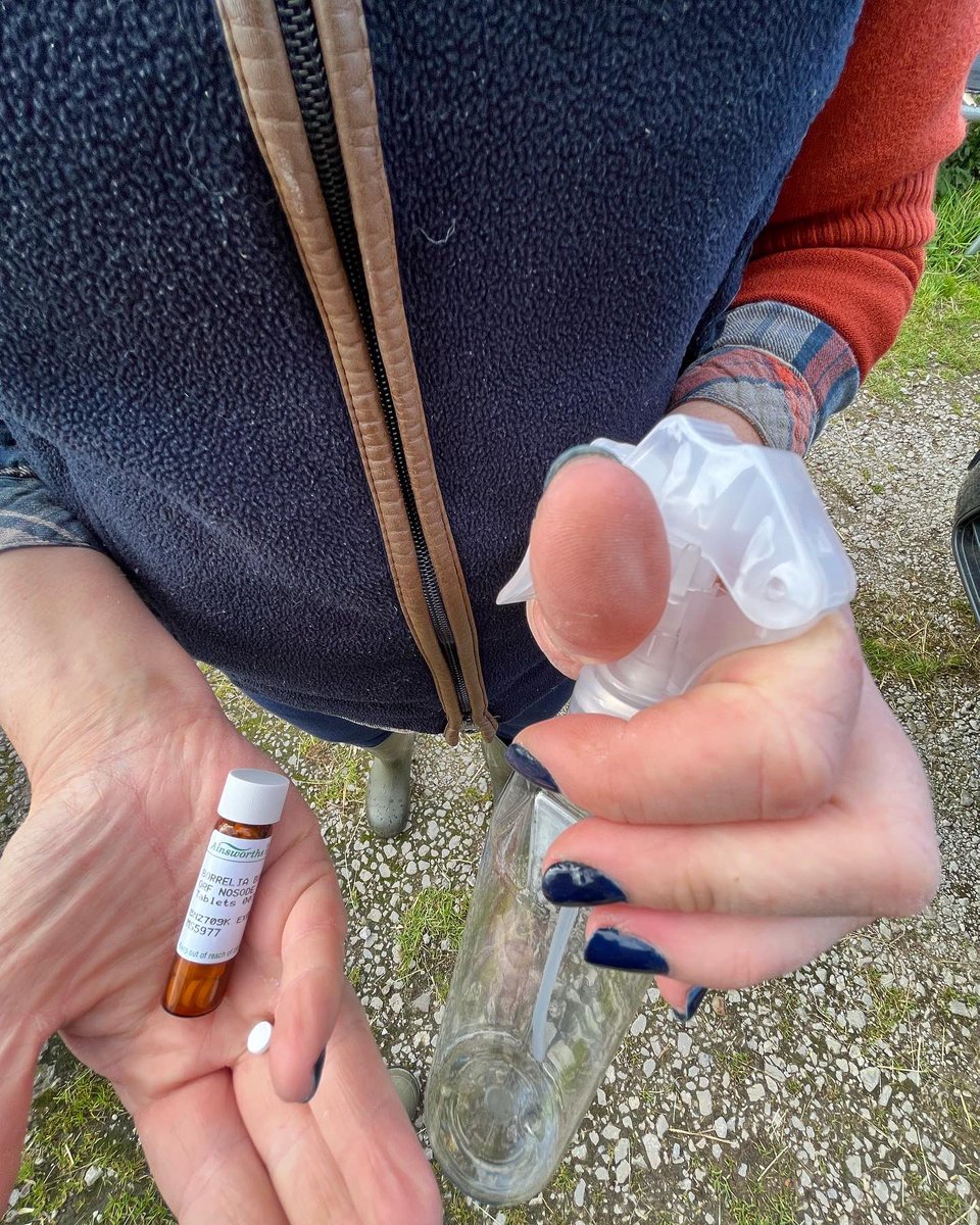 bernardsfarmuk's tweet photo. Using what we have learnt from studying a farm homeopathy course with @WholeHealth_Ag to stop an outbreak of orf in its tracks in our shearlingsโฆ ๐ ๐ ๐
#Homeopathy #FarmHomeopathy #Shepherdess #FirstGenerationFarmer #HillFarm #Orf #Shearlings #UplandFarming #nosodes #remedy https://t.co/q8a7VhoEeo