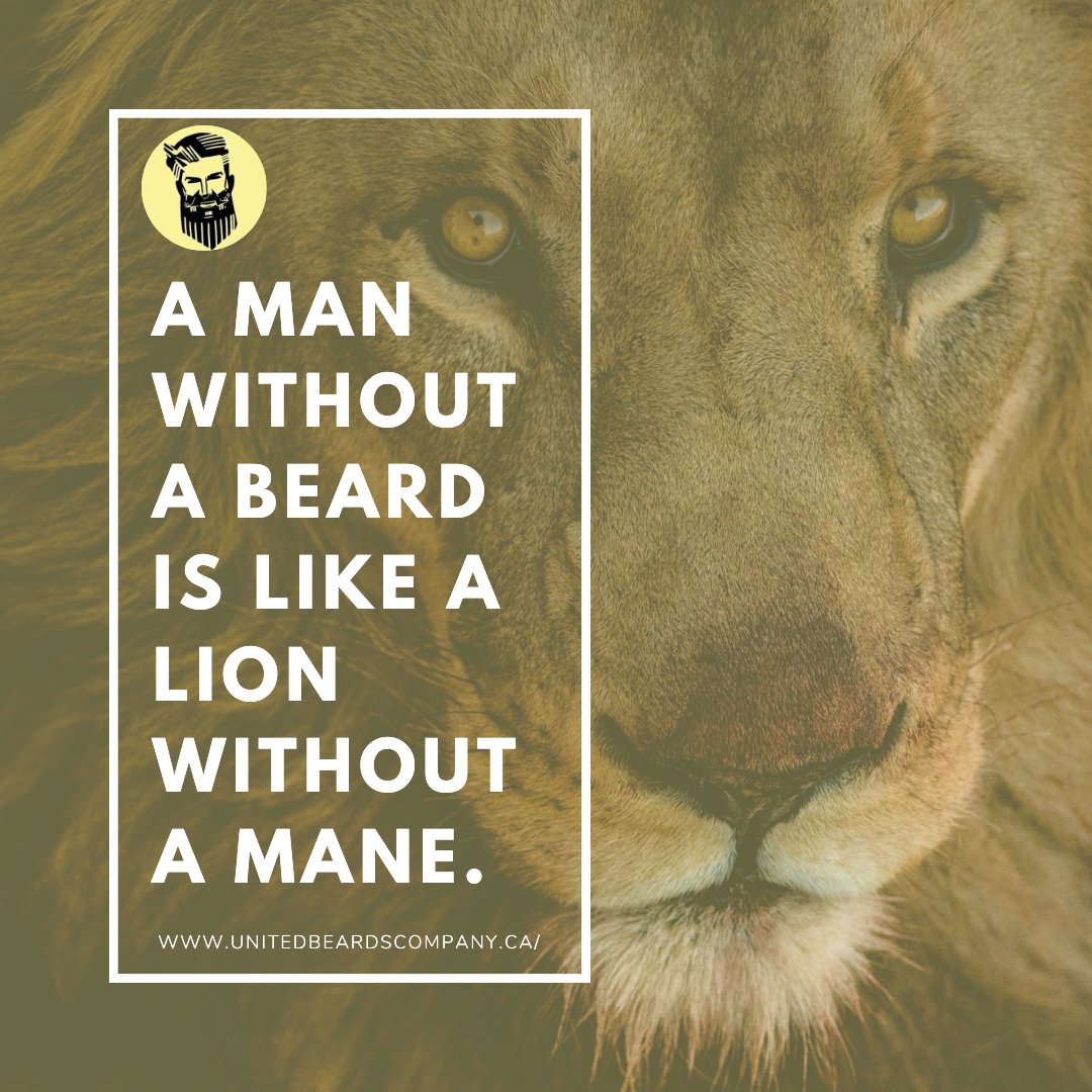 united_beards's tweet photo. A man without a beard is like a lion without a mane. Visit our site https://t.co/BoDwCsIB24 to know more about our products.
.
.
.
#UnitedBeard #Beard #MensGrooming #Grooming #Beardlovers #gentlemen #beardoil #beardbalm #pomade #tattoobutter #tattoocleanser #tattoobalm #Canada. https://t.co/siSVEb4BRG