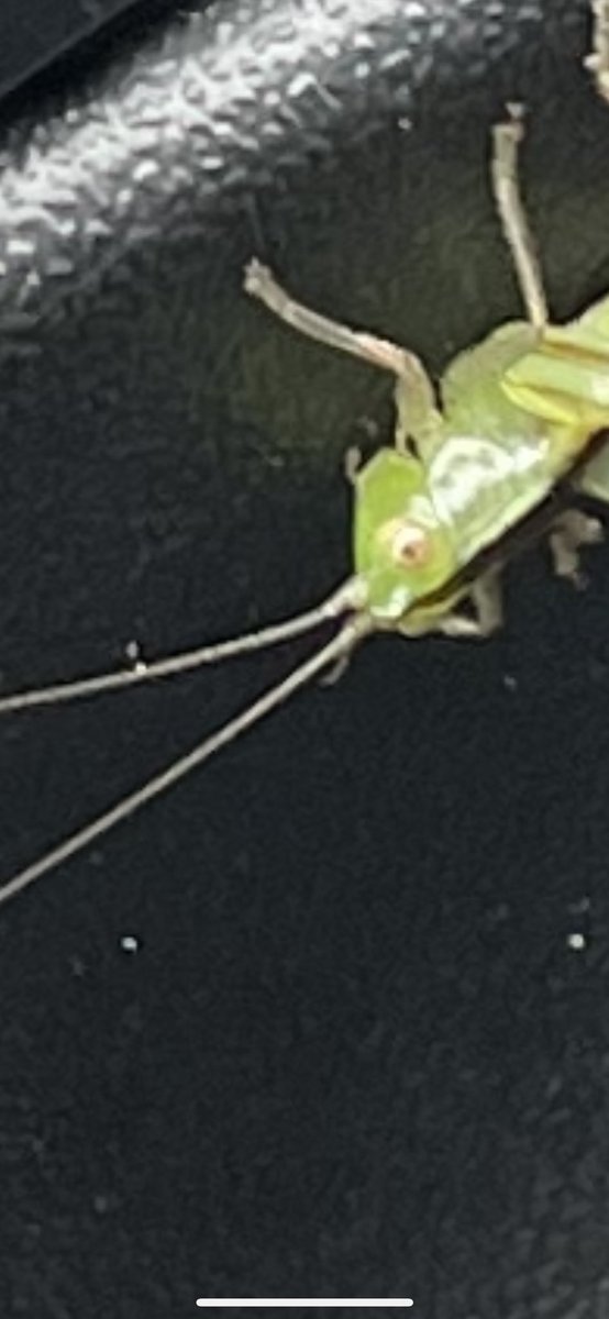 devkatzz's tweet photo. Mr.Grasshopper is here to remind me to vote today🦗 https://t.co/HEfgZhhyYt