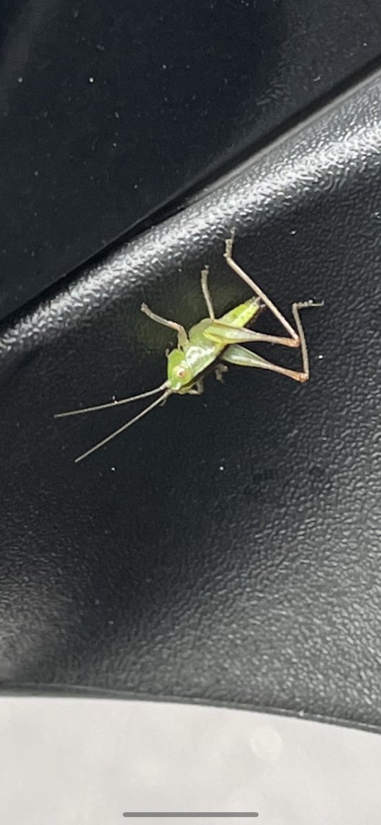 devkatzz's tweet photo. Mr.Grasshopper is here to remind me to vote today🦗 https://t.co/HEfgZhhyYt
