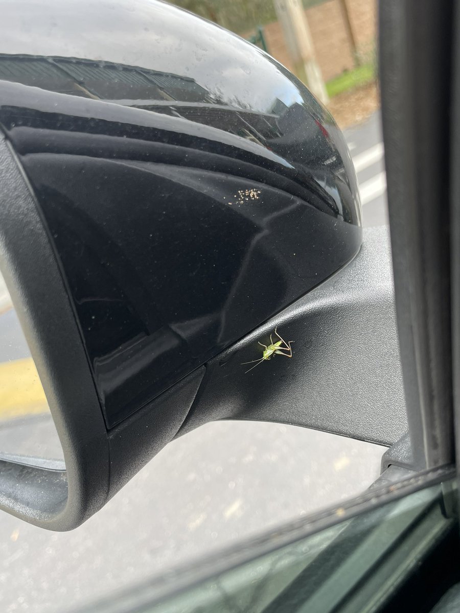 devkatzz's tweet photo. Mr.Grasshopper is here to remind me to vote today🦗 https://t.co/HEfgZhhyYt