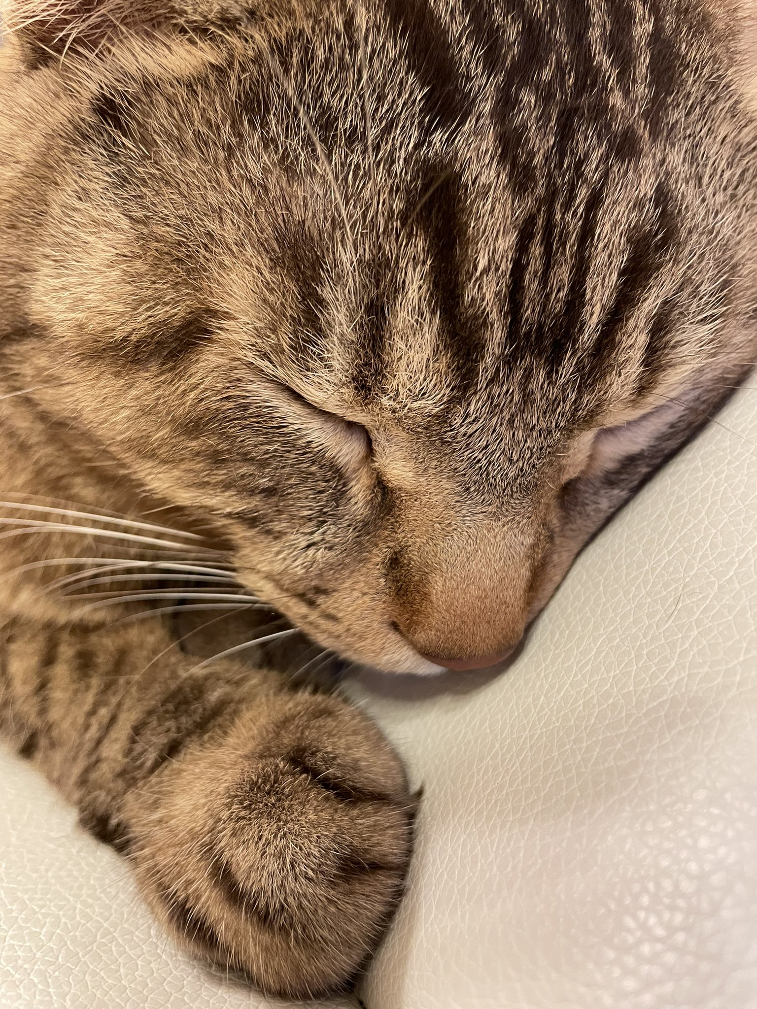キジトラ猫 Twitter Search Twitter