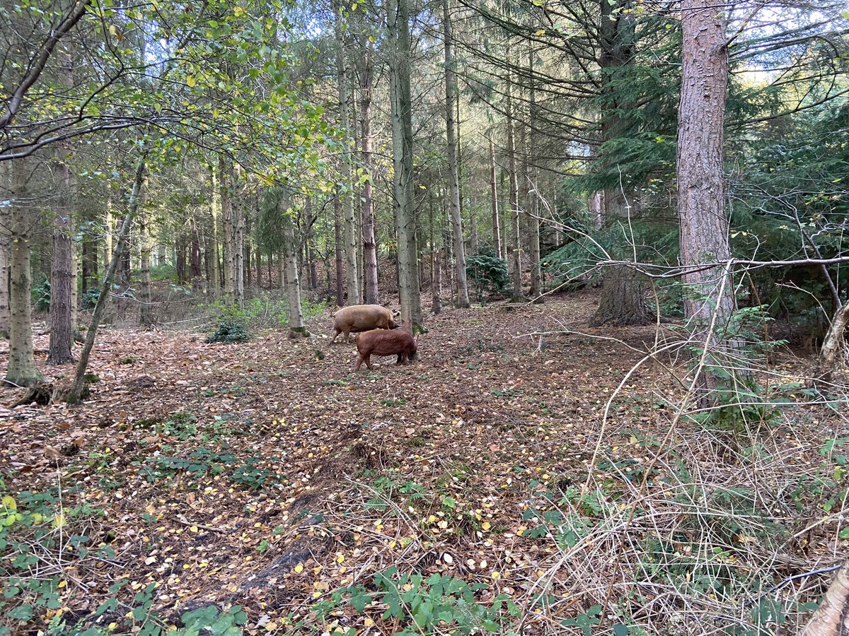Norfolk County Council Farms tweet media