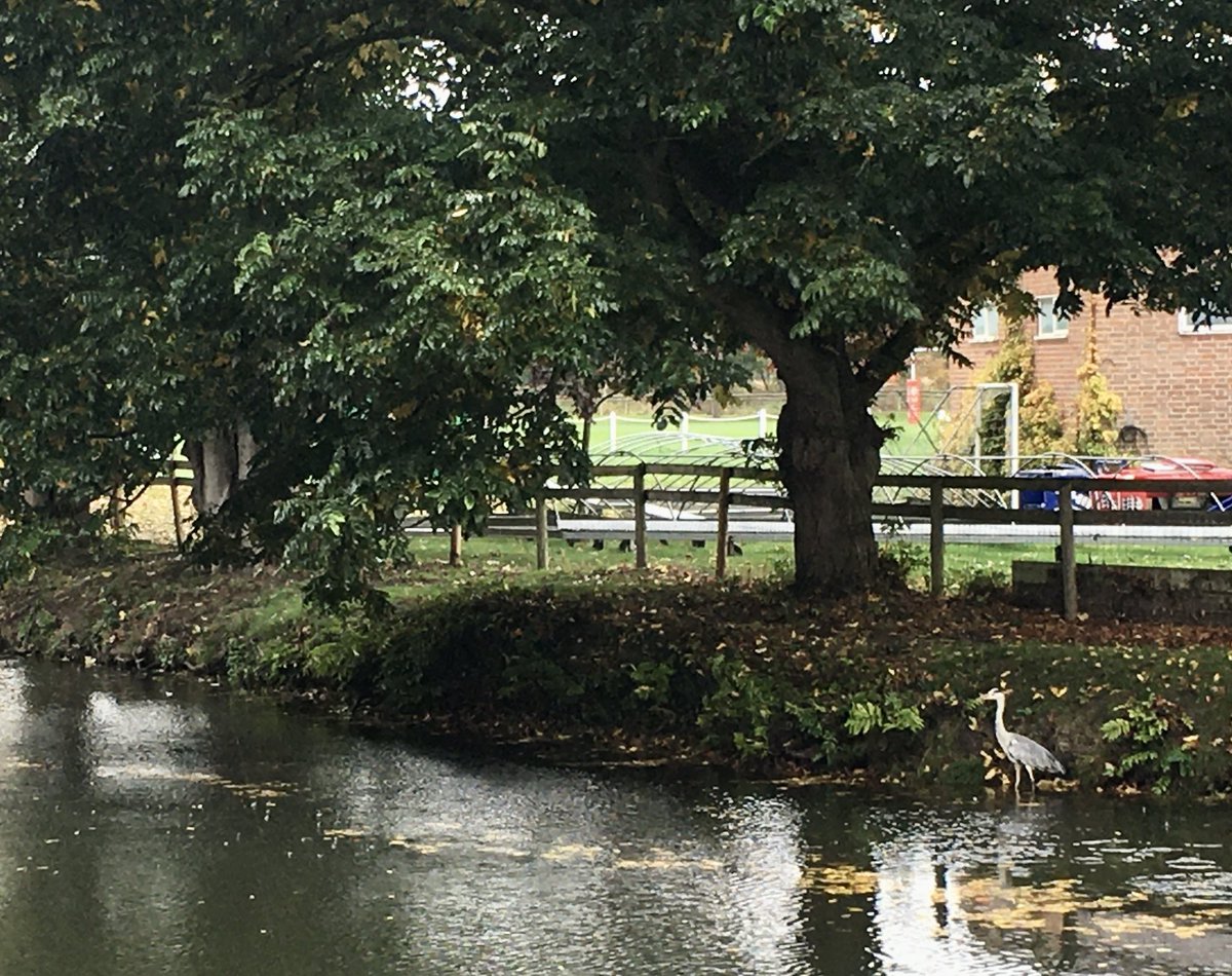 TraversOxf's tweet photo. Glad to share the riverbank with the heron - yet another reason to #LoveHildas and show support for Sustainability during Giving Day https://t.co/HhKX54vSNl https://t.co/z2zxqkhfpm