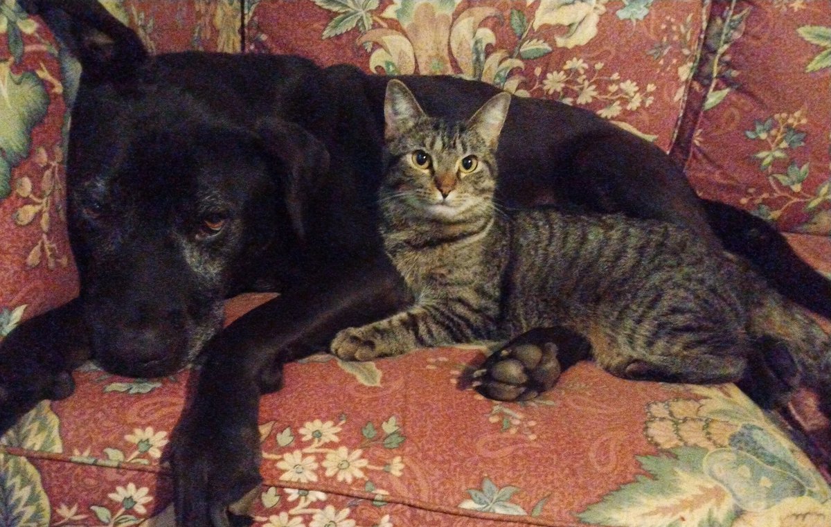 twoctopi's tweet photo. @DonutInterns @AITA_online I voted op but meant to vote for the brother. I gotta blame it on laughing at TEM. Here are Max and Jinx. https://t.co/JutoEZb27e