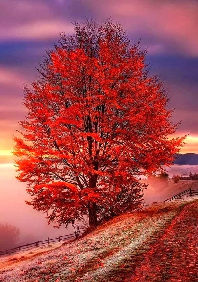 Good evening 💜❤️