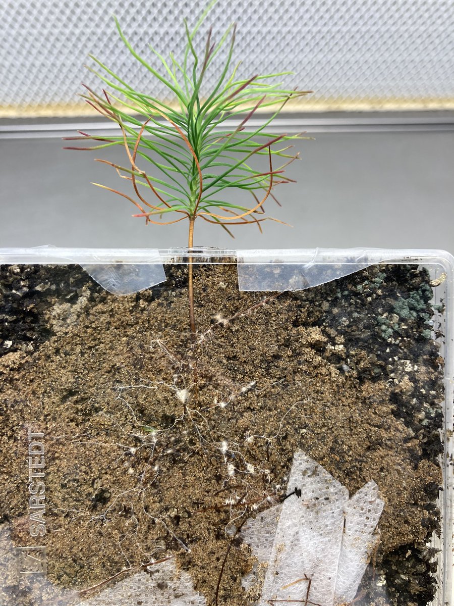 Ooooh! Look at the ectomycorrhizal symbiosis 🍄🌲😍