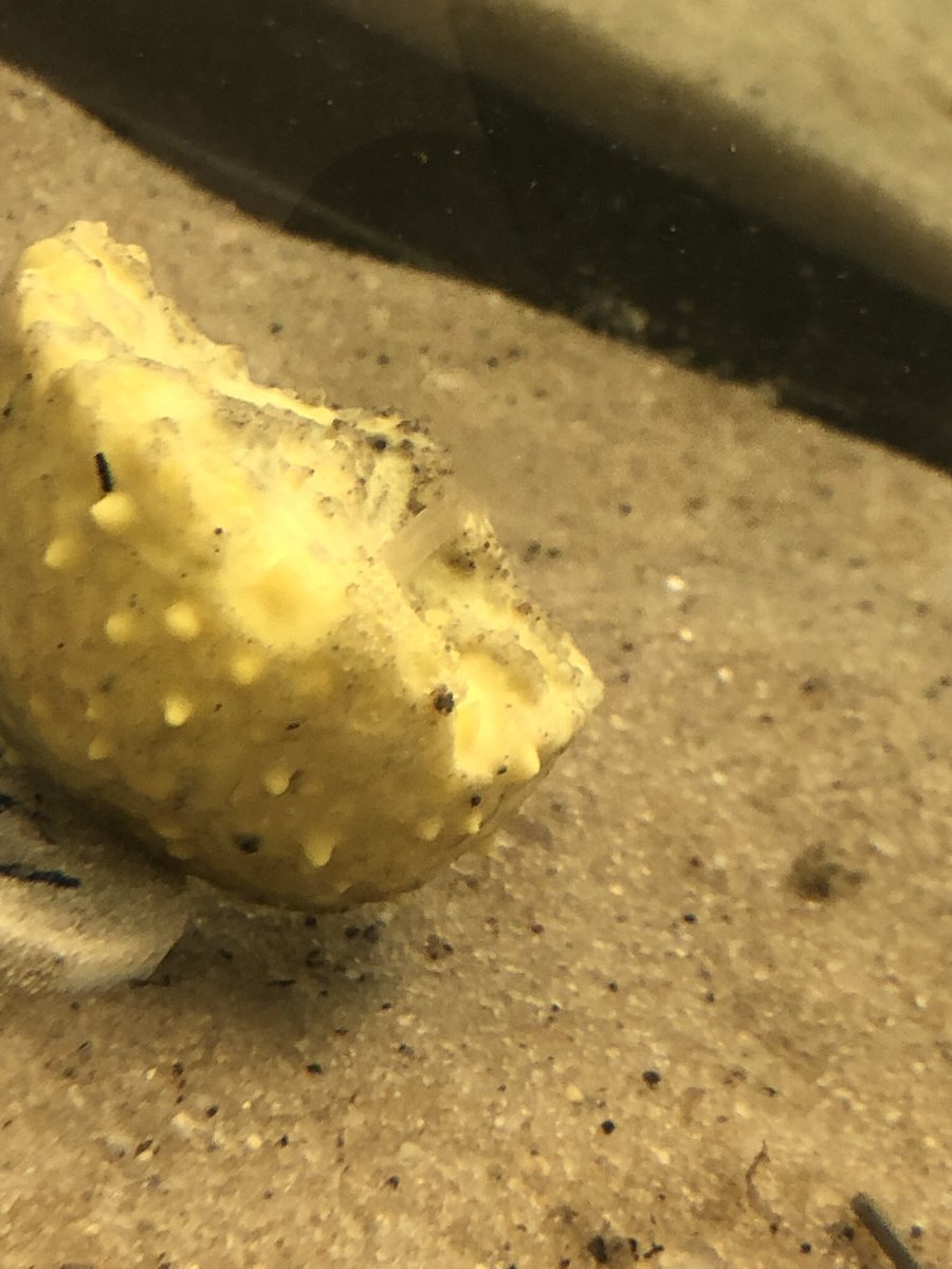 Alice Jenks tweet media