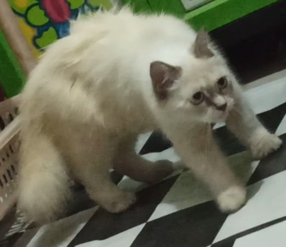 mubagsan_'s tweet photo. Tetiba ada kucing nyasar sampe masuk kamar https://t.co/L0ND4FAhJD