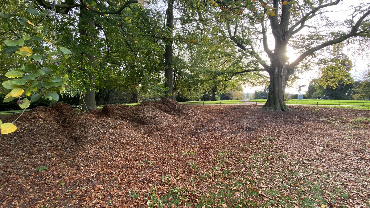 mveldhuis76's tweet photo. Het blad van eiken, beuken.. wordt niet afgevoerd in parken als Hartenstein en Batoswijk, maar onder de boomspiegel van dezelfde #bomen teruggelegd. Geen kortgemaaid gras, maar een #bodem die tot rust mag komen, waar bodemleven wordt geactiveerd. Top @Gem_Renkum 👍 #levendebodem https://t.co/kpwrQ9rchl