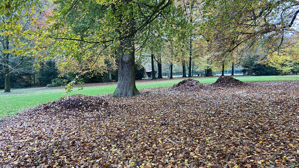 mveldhuis76's tweet photo. Het blad van eiken, beuken.. wordt niet afgevoerd in parken als Hartenstein en Batoswijk, maar onder de boomspiegel van dezelfde #bomen teruggelegd. Geen kortgemaaid gras, maar een #bodem die tot rust mag komen, waar bodemleven wordt geactiveerd. Top @Gem_Renkum 👍 #levendebodem https://t.co/kpwrQ9rchl