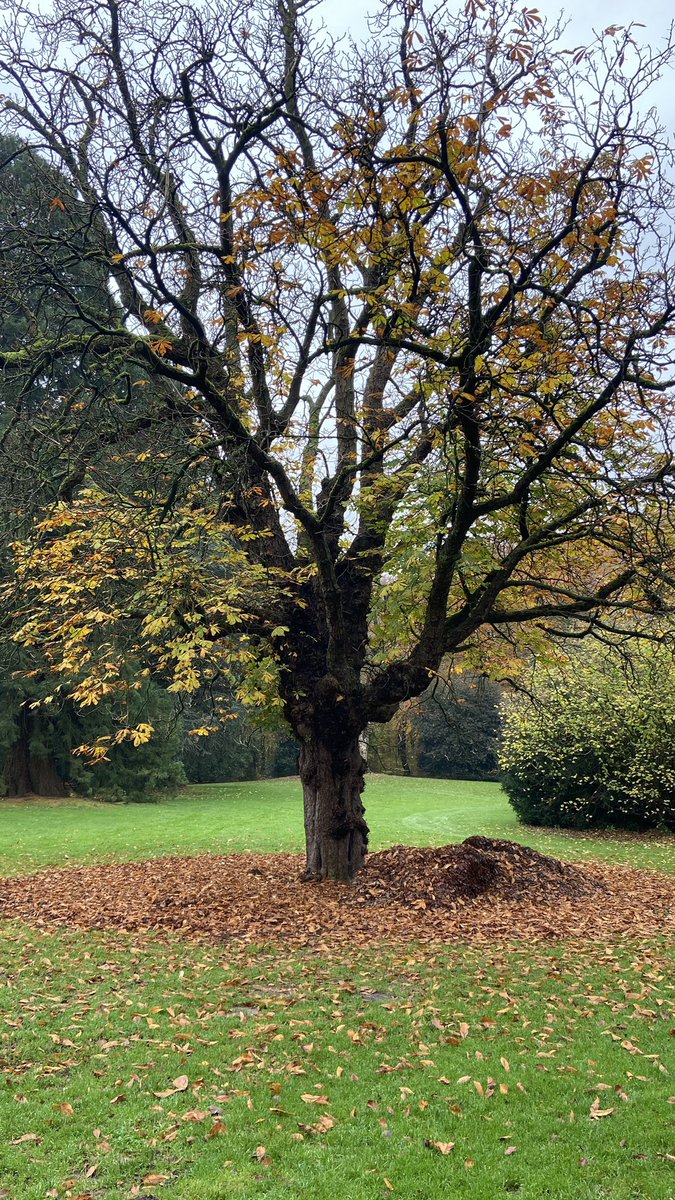 mveldhuis76's tweet photo. Het blad van eiken, beuken.. wordt niet afgevoerd in parken als Hartenstein en Batoswijk, maar onder de boomspiegel van dezelfde #bomen teruggelegd. Geen kortgemaaid gras, maar een #bodem die tot rust mag komen, waar bodemleven wordt geactiveerd. Top @Gem_Renkum 👍 #levendebodem https://t.co/kpwrQ9rchl