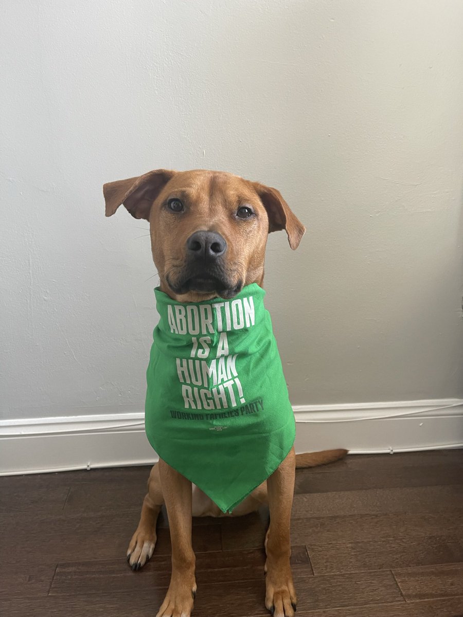 Reign is very serious about protecting abortion rights today! ❤️ #ElectionDay 

cc: <a href="/WorkingFamilies/">Working Families Party 🐺</a>