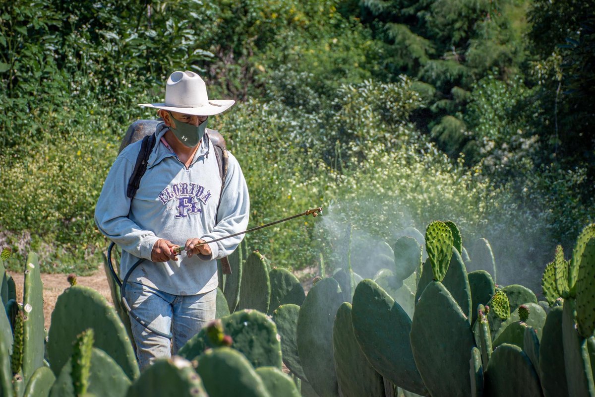 sergio_livera's tweet photo. 📸🖼 🌵Con estas bellas postales de de los campos de nopal en #LaCañada #Totolapan, iniciamos nuestras actividades de este martes.

¡Que tengan un buen día productivo, amigos!

#PorUnMejorTotolapan #juntosavanzamosalprogreso #orgullosamentetotolapense #VisitaTotolapan https://t.co/v3YGQWq3C7