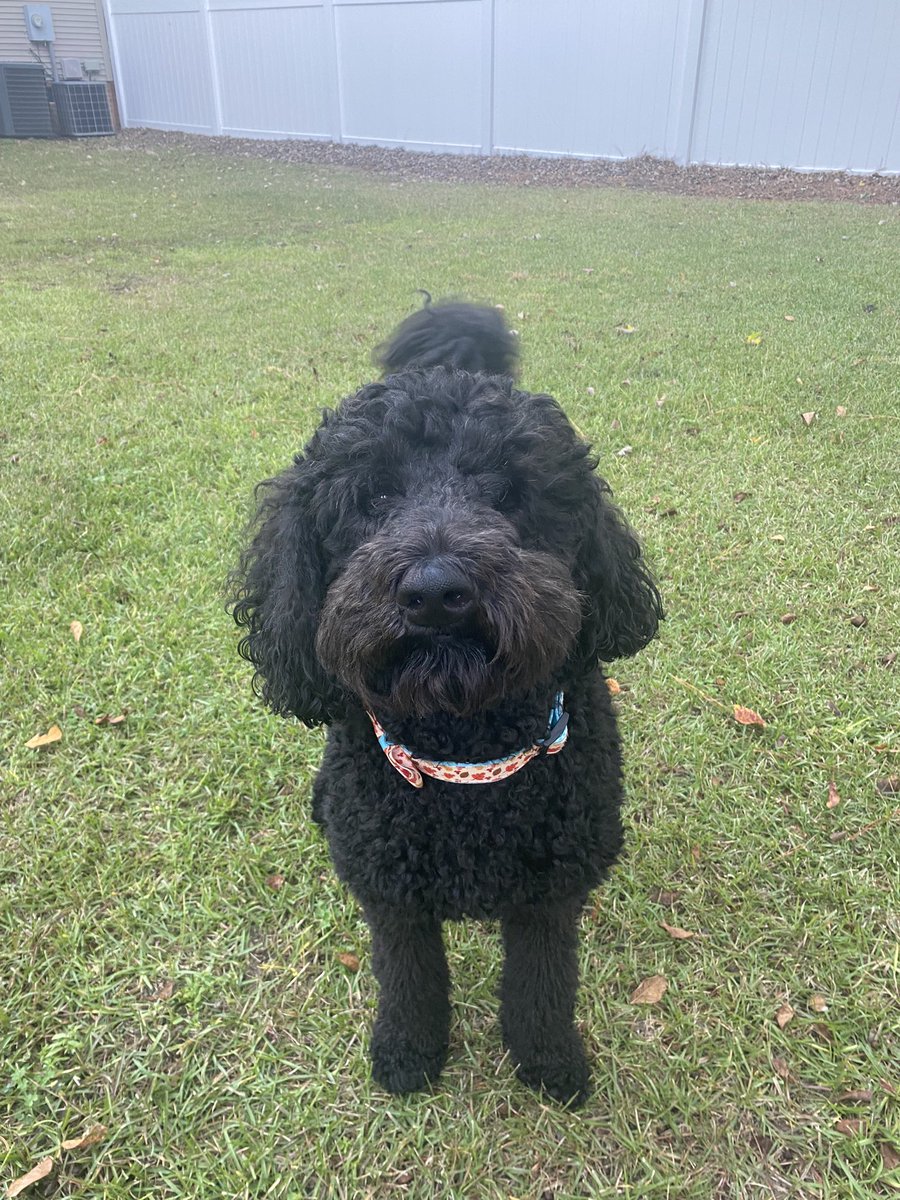 coachsjones's tweet photo. Jumping Jasper has my Vote Today! Such an Inspiration! He says No to Fleas and Yes to Rabbits and Squirrels! #poochpower #PoliticsToday #vote #Pawblican #Barkocrat #Dogpendent https://t.co/svyek0hcIo